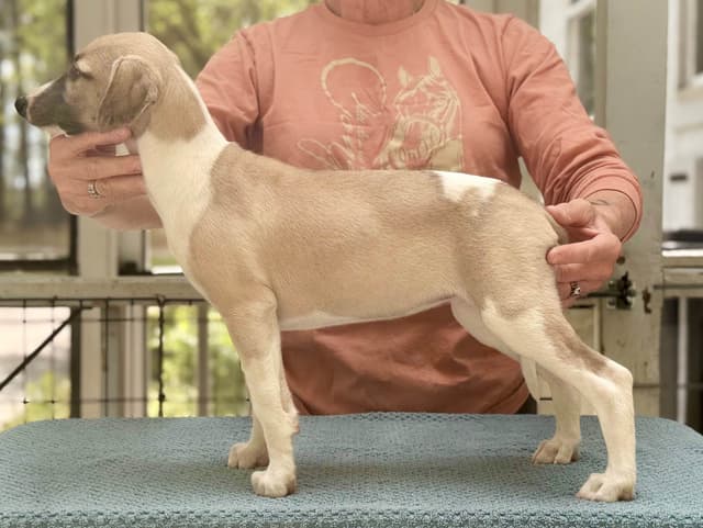 Whippet Puppies - 2 females media 5