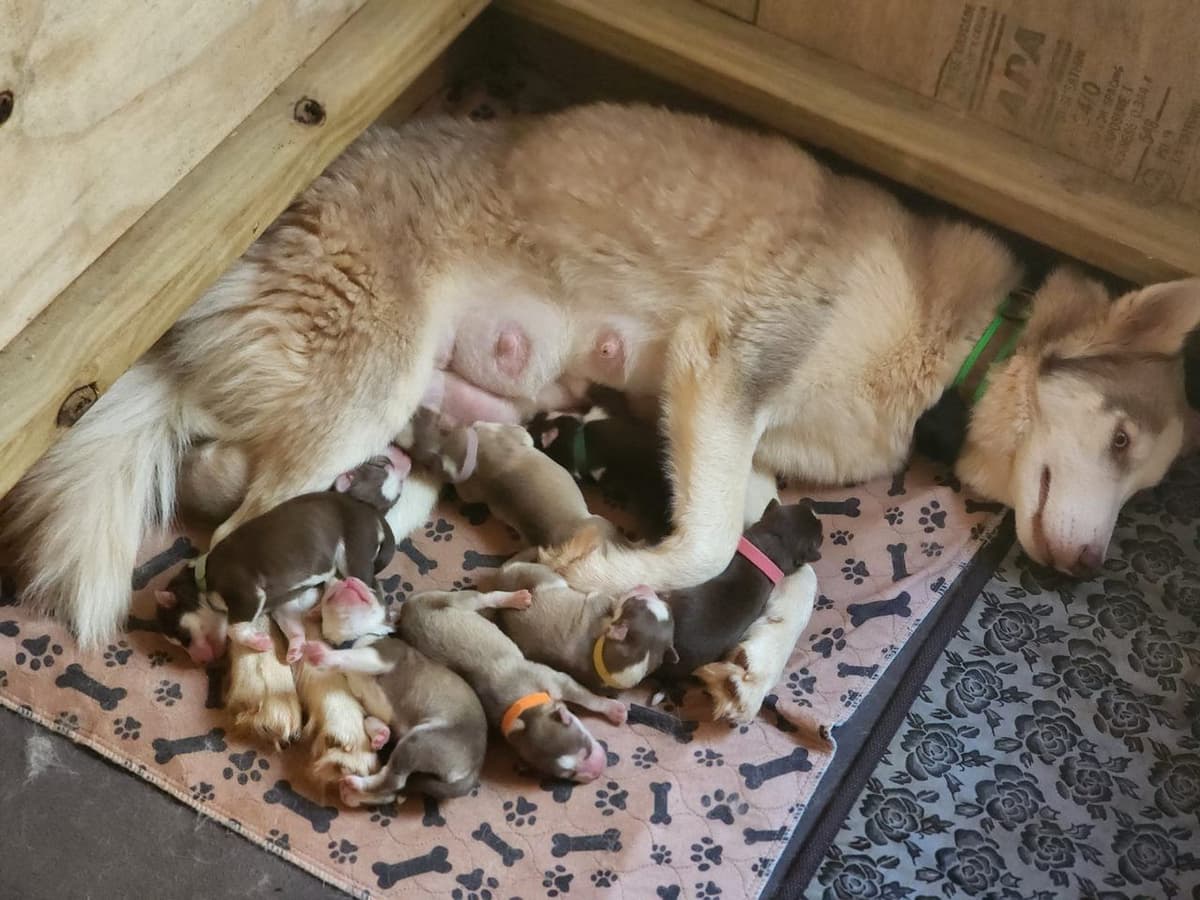 Great Dane Puppies breeder image 2