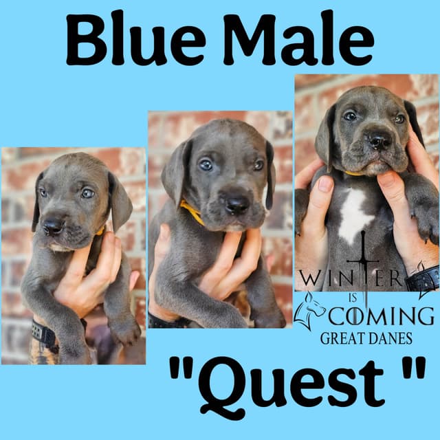 Great Dane Puppies media 2
