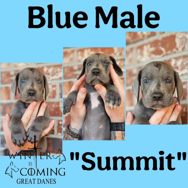 Great Dane Puppies media 4