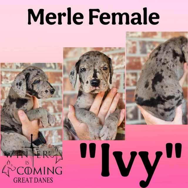 Great Dane Puppies media 3