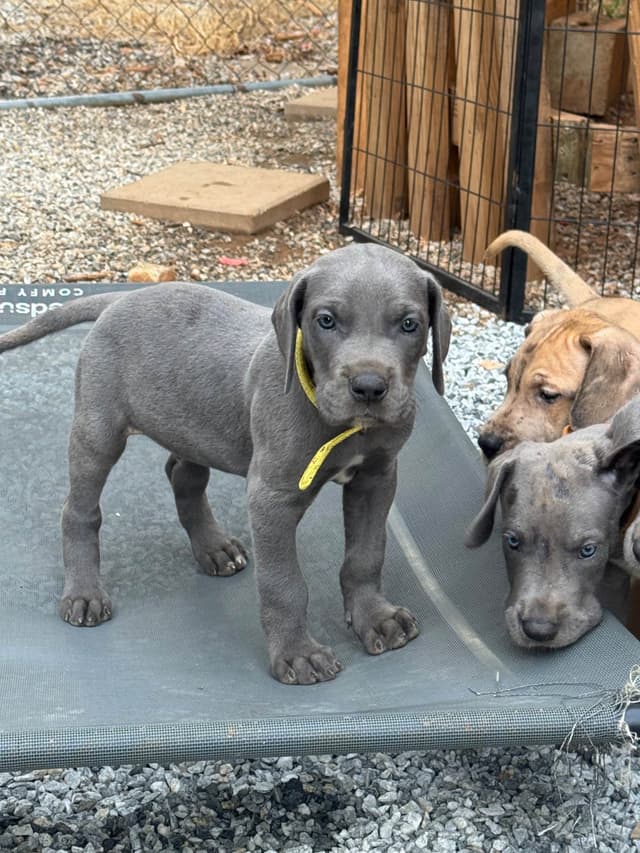 Great Dane Puppies media 6