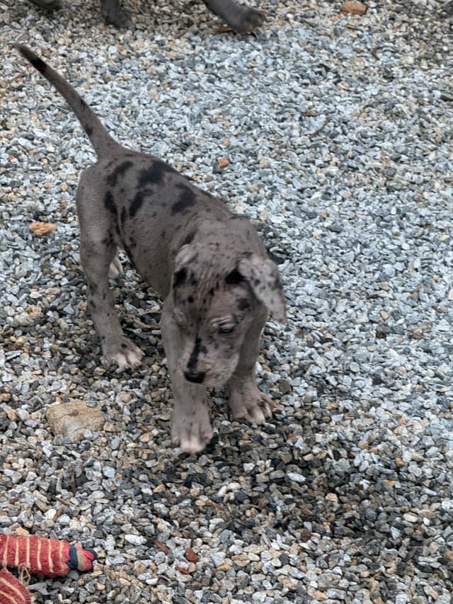 Great Dane Puppies media 7
