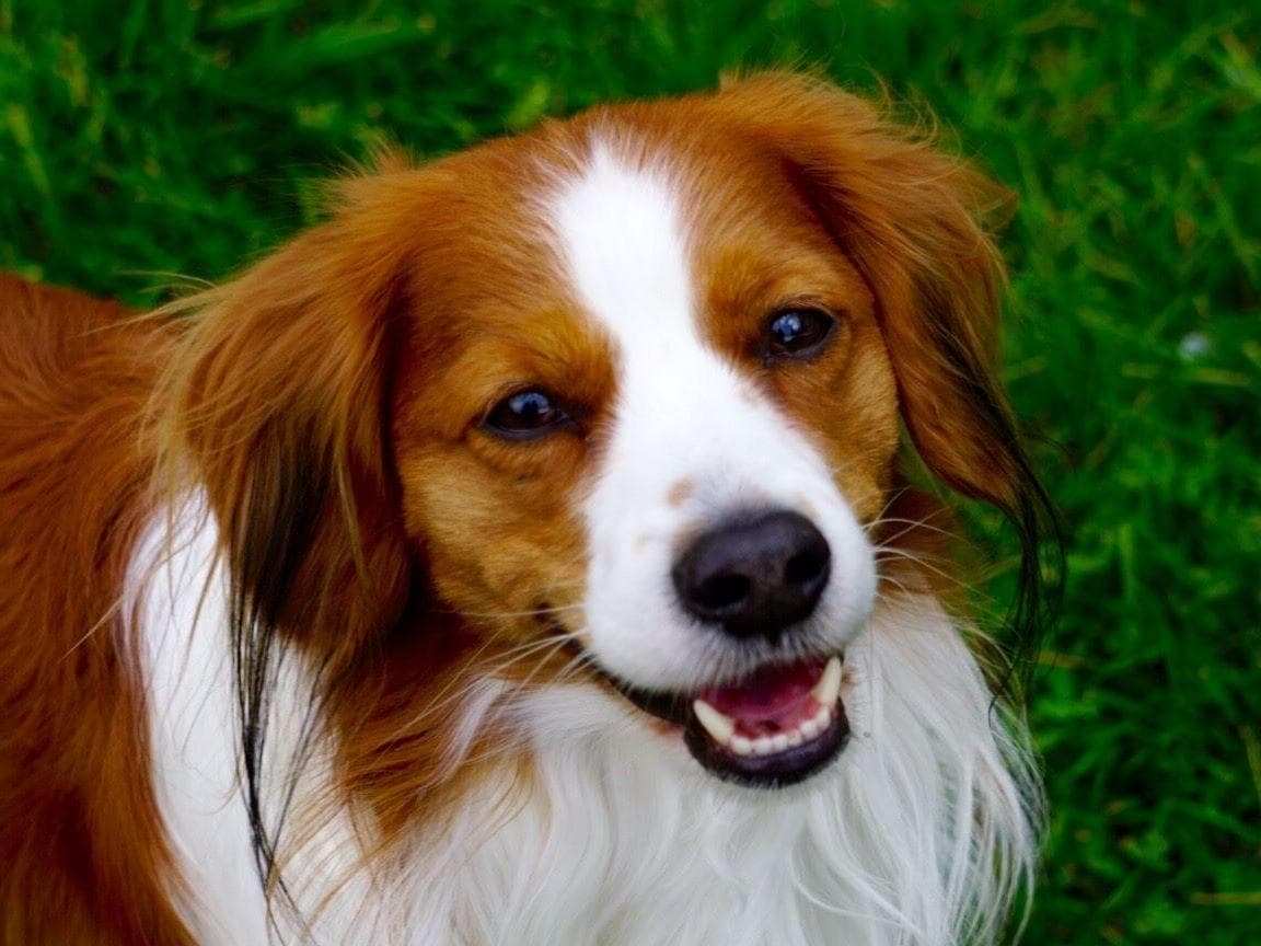 Nederlandse Kooikerhondje Puppies breeder image 10