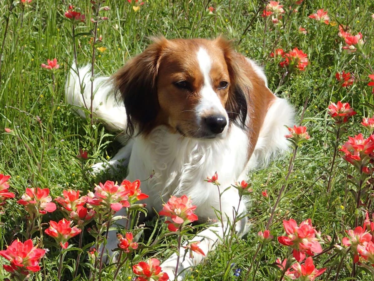 Nederlandse Kooikerhondje Puppies breeder image 9