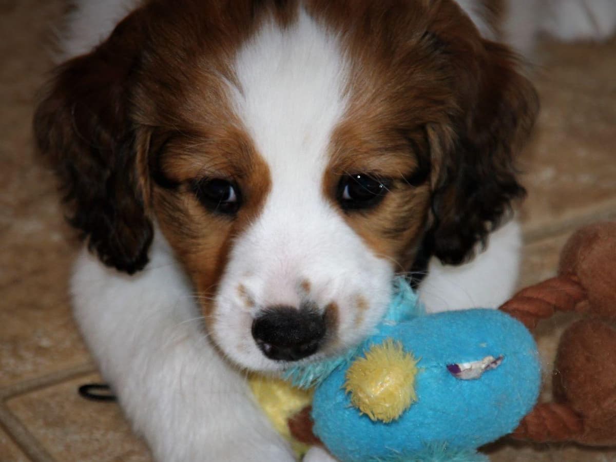 Nederlandse Kooikerhondje Puppies breeder image 8