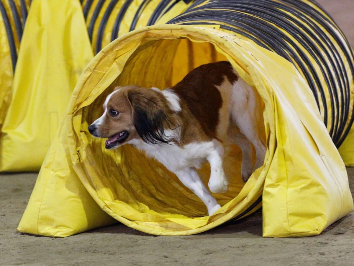 Nederlandse Kooikerhondje Puppies breeder image 7