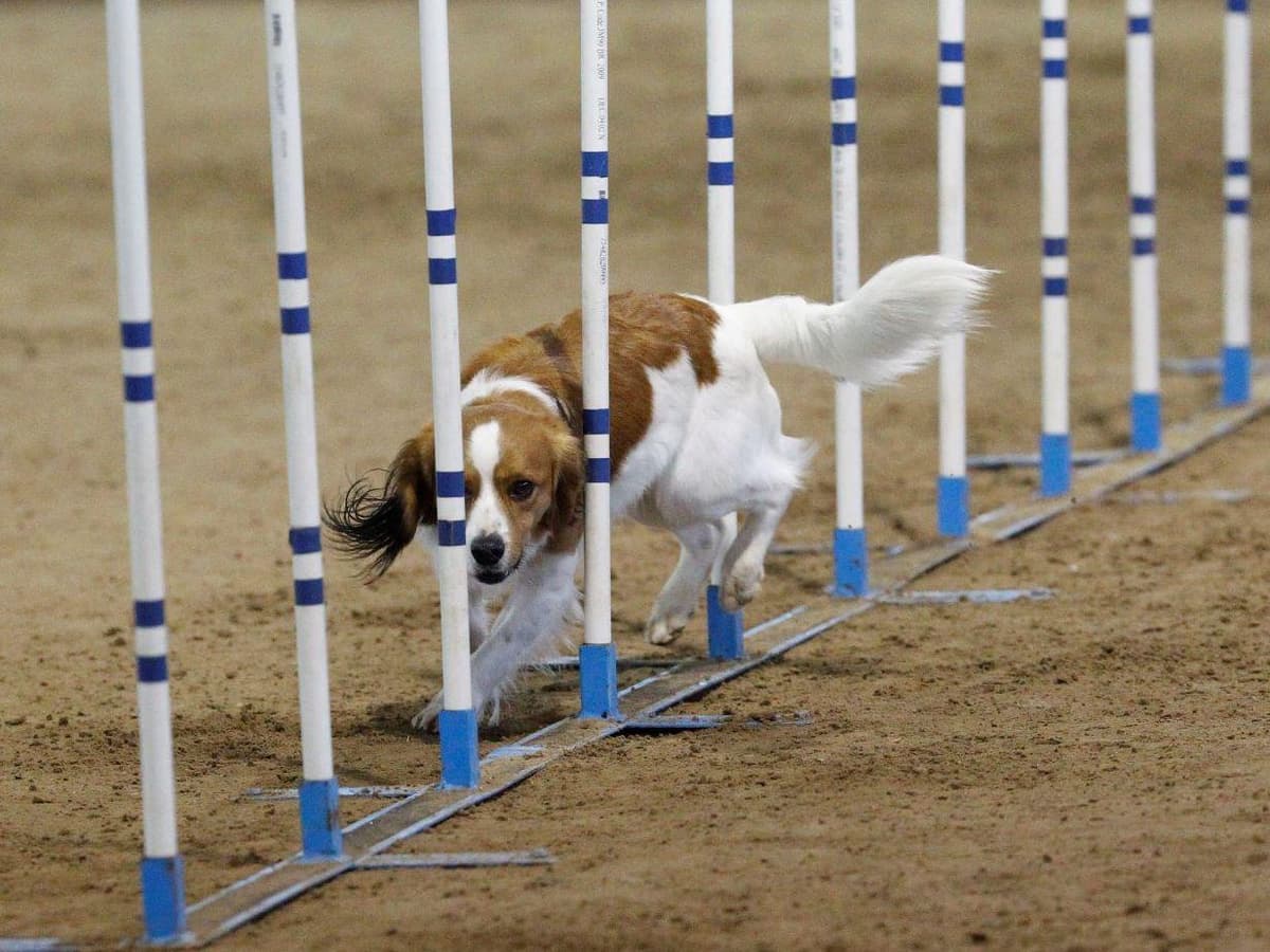 Nederlandse Kooikerhondje Puppies breeder image 6