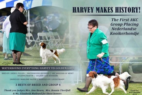 Nederlandse Kooikerhondje Puppies breeder image 5