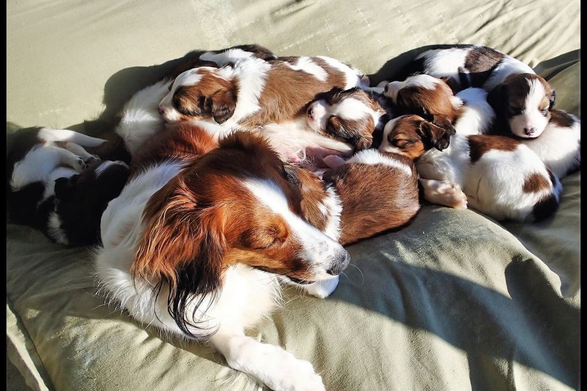 Nederlandse Kooikerhondje Puppies breeder image 4