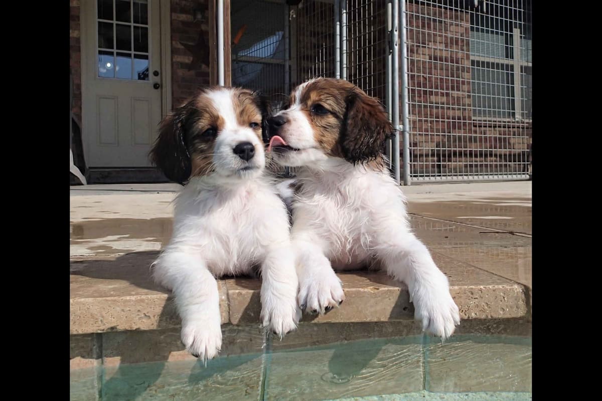 Nederlandse Kooikerhondje Puppies breeder image 1