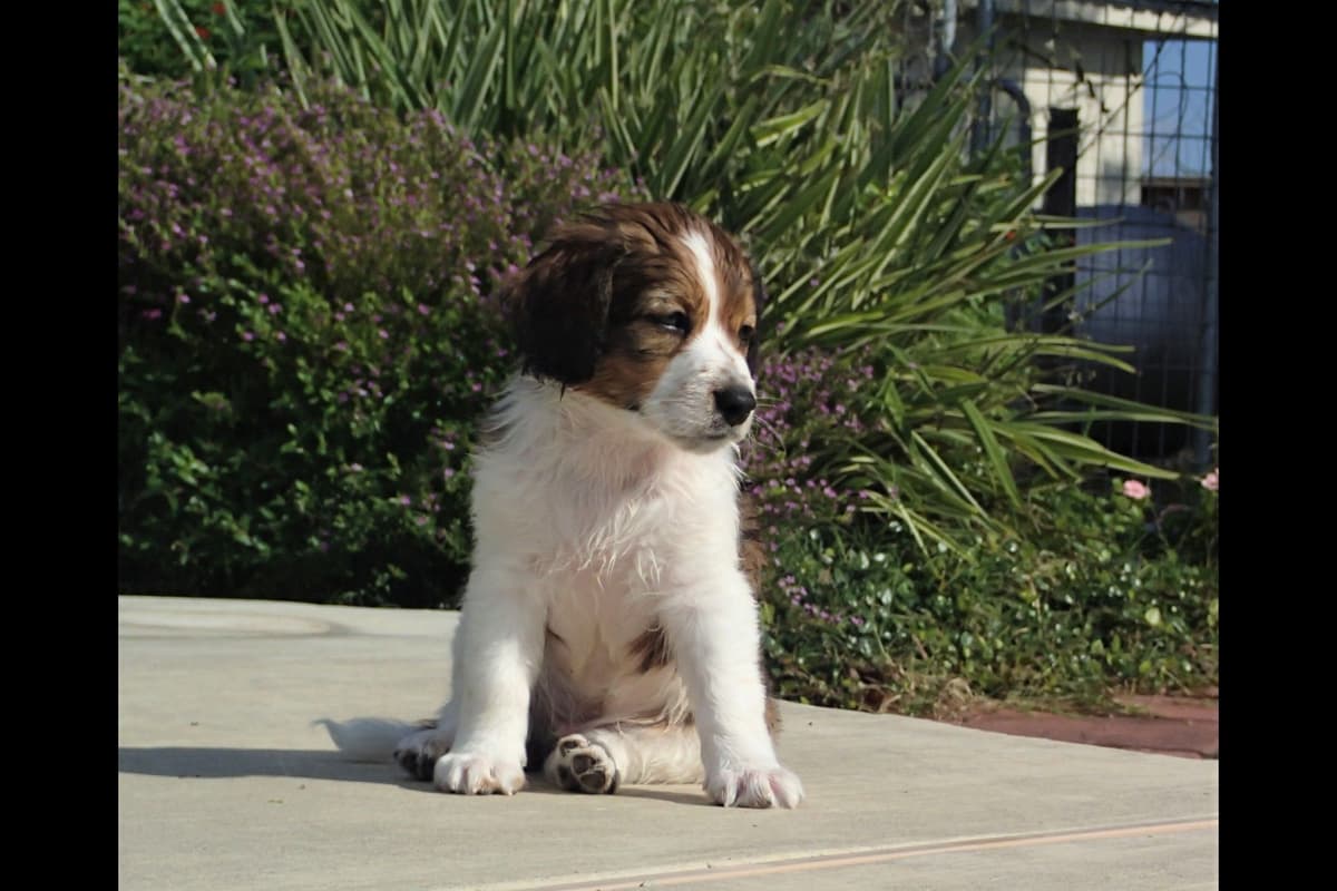 Nederlandse Kooikerhondje Puppies breeder image 11