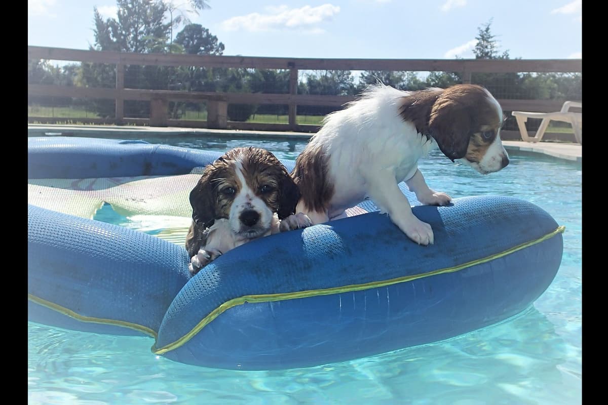 Nederlandse Kooikerhondje Puppies breeder image 12