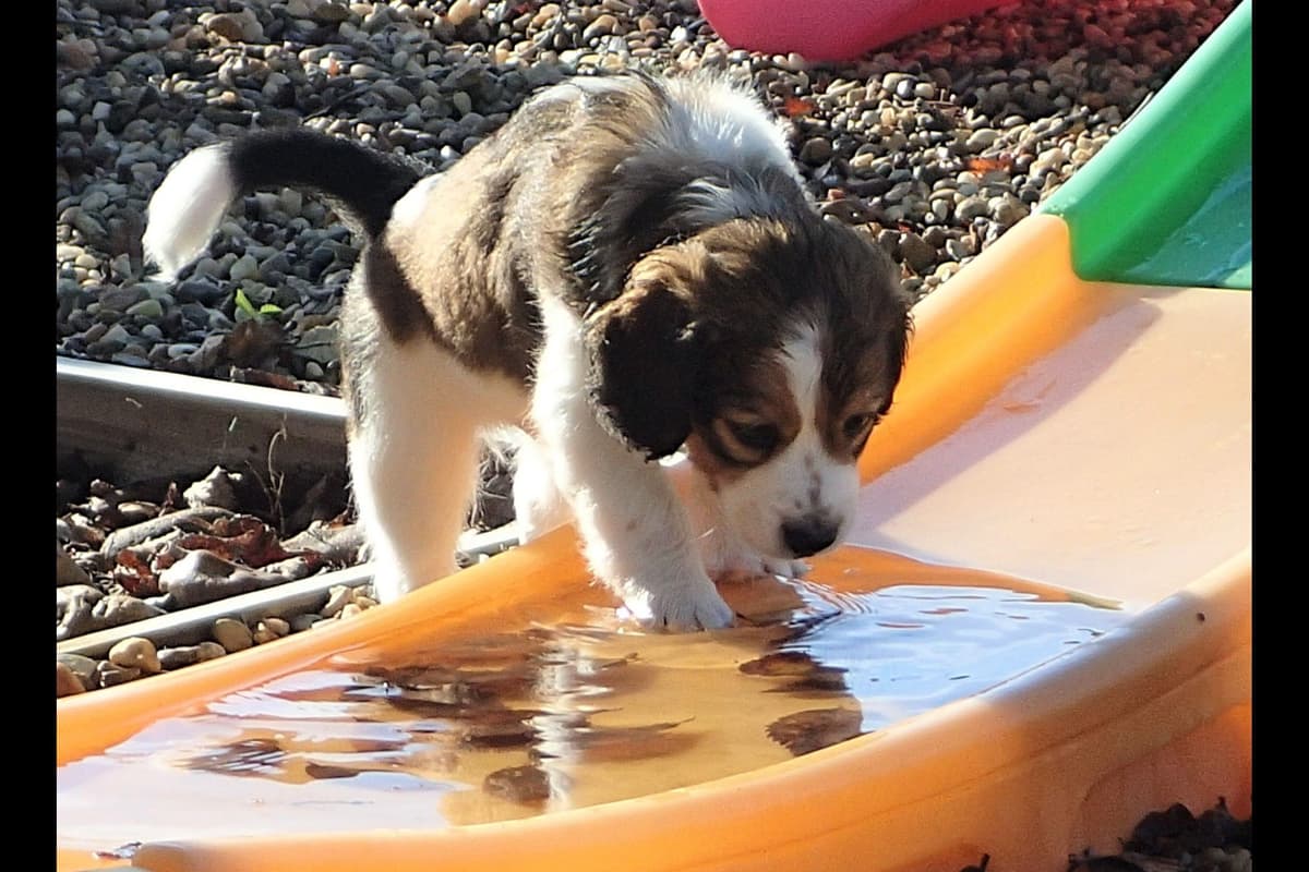 Nederlandse Kooikerhondje Puppies breeder image 13