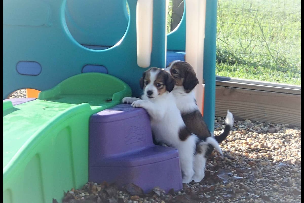 Nederlandse Kooikerhondje Puppies breeder image 14