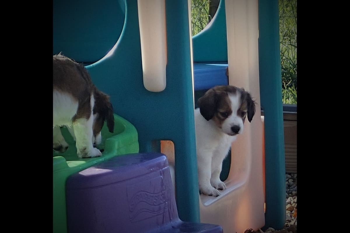 Nederlandse Kooikerhondje Puppies breeder image 15