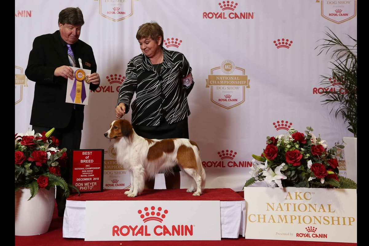 Nederlandse Kooikerhondje Puppies breeder image 16