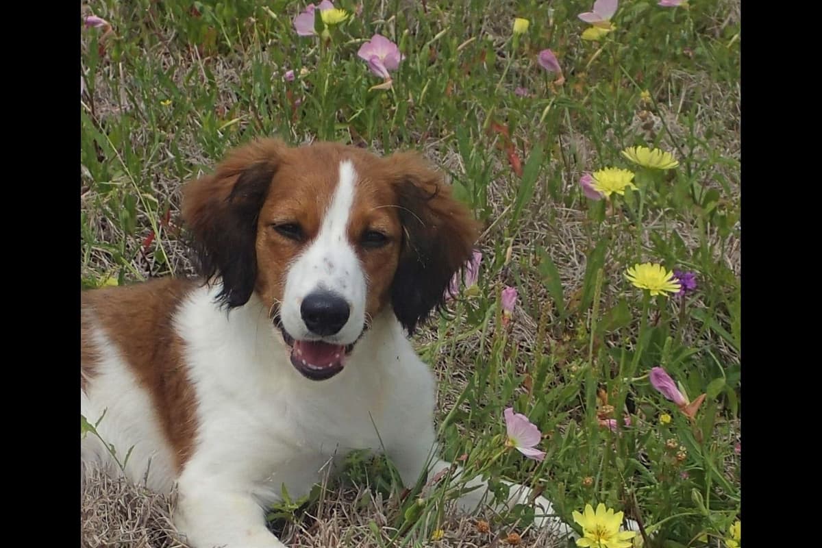 Nederlandse Kooikerhondje Puppies breeder image 17