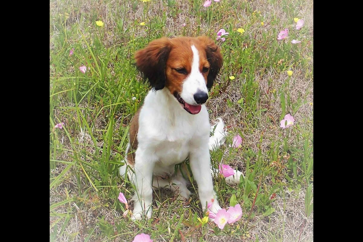 Nederlandse Kooikerhondje Puppies breeder image 18