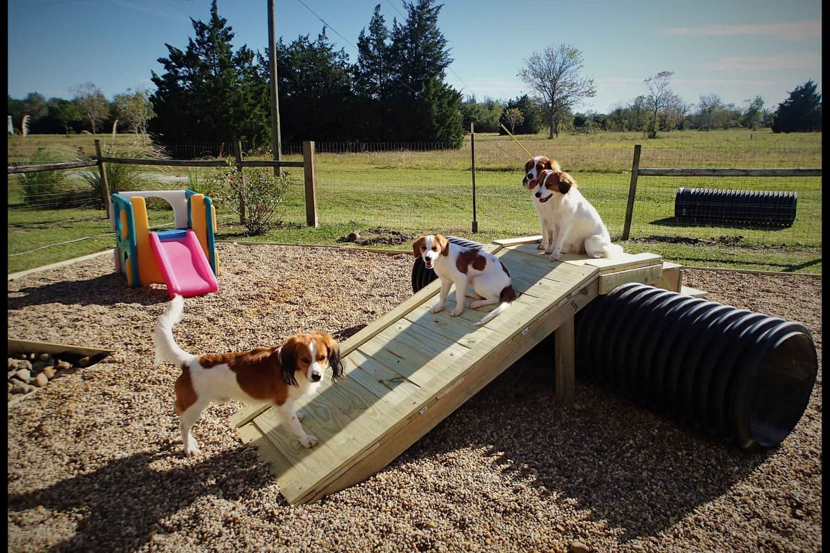 Nederlandse Kooikerhondje Puppies breeder image 19
