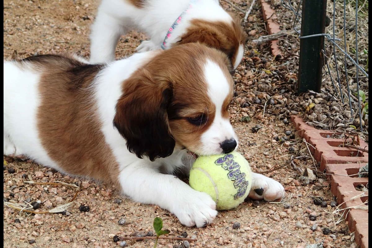 Nederlandse Kooikerhondje Puppies breeder image 21