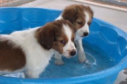 Nederlandse Kooikerhondje Puppies breeder image 22