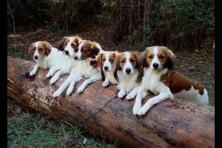 Nederlandse Kooikerhondje Puppies breeder image 23