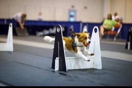 Nederlandse Kooikerhondje Puppies breeder image 24