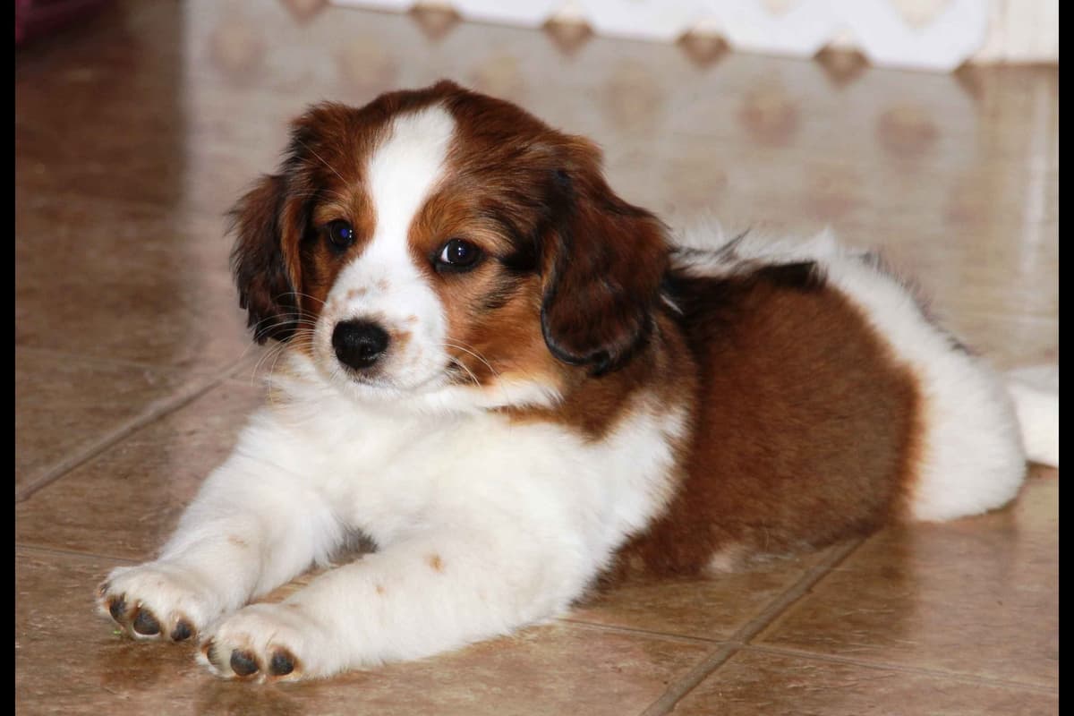Nederlandse Kooikerhondje Puppies breeder image 25