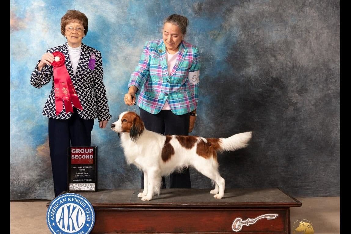 Nederlandse Kooikerhondje Puppies breeder image 26