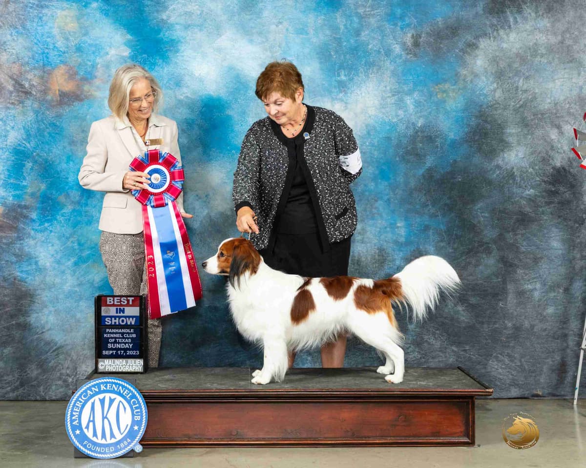 Nederlandse Kooikerhondje Puppies breeder image 27
