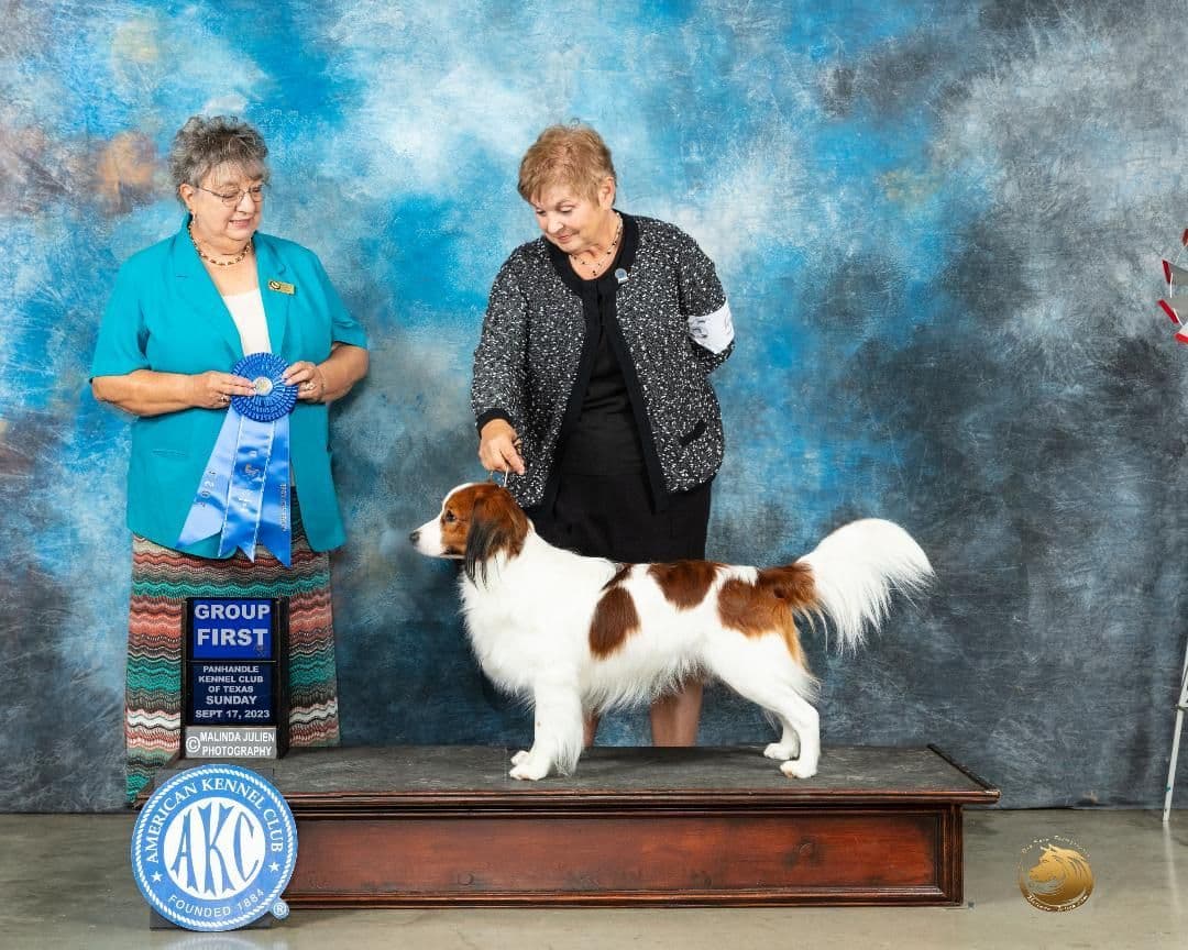 Nederlandse Kooikerhondje Puppies breeder image 28