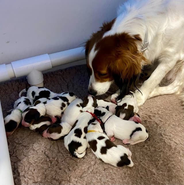 Nederlandse Kooikerhondje Puppies media 2