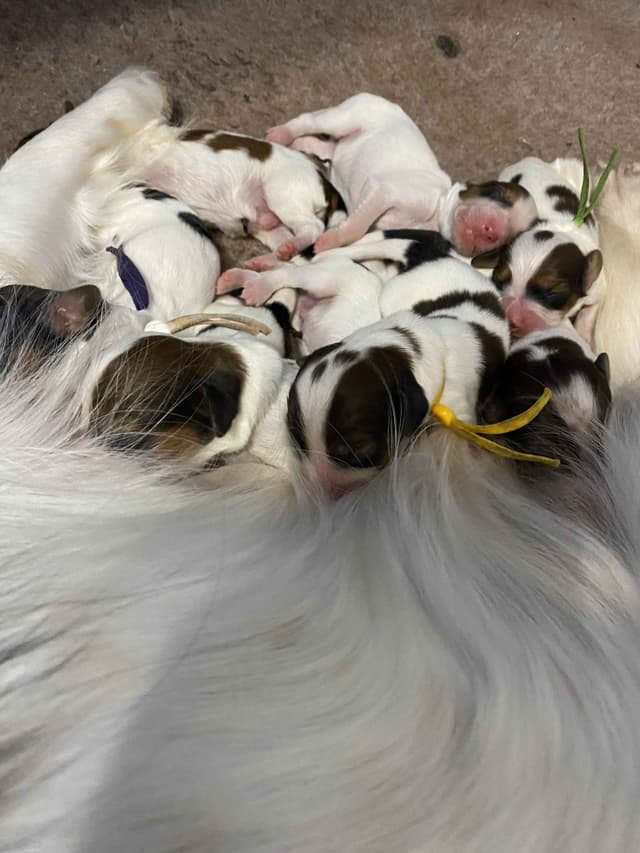 Nederlandse Kooikerhondje Puppies media 3