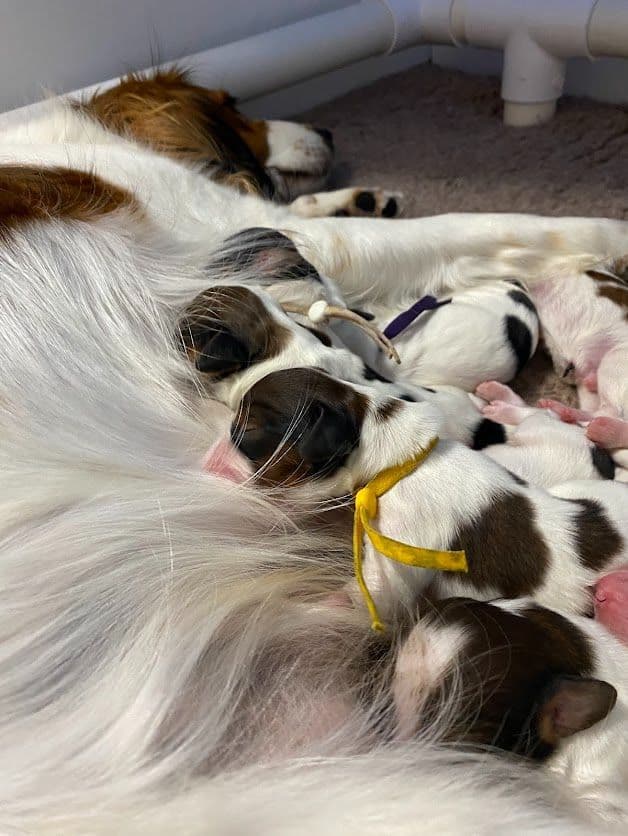 Nederlandse Kooikerhondje Puppies media 4