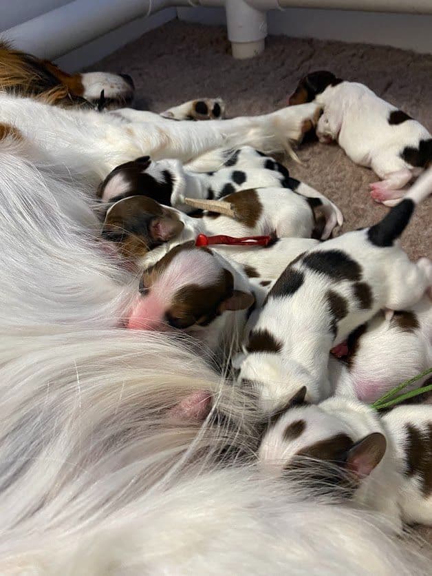 Nederlandse Kooikerhondje Puppies media 5