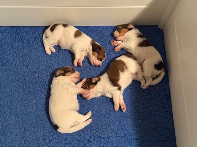 Nederlandse Kooikerhondje Puppies - Henna x Goose media 2