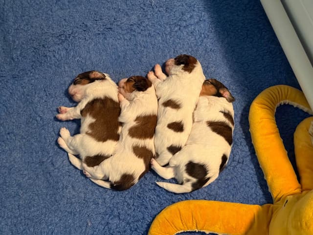 Nederlandse Kooikerhondje Puppies - Henna x Goose media 3