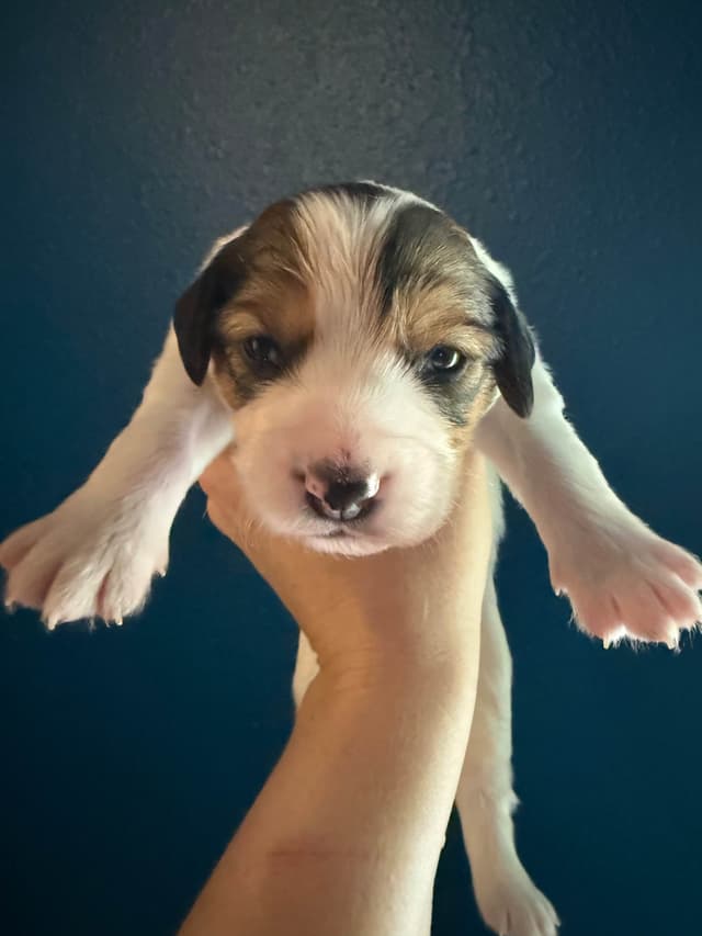 Nederlandse Kooikerhondje Puppies - Henna x Goose media 4