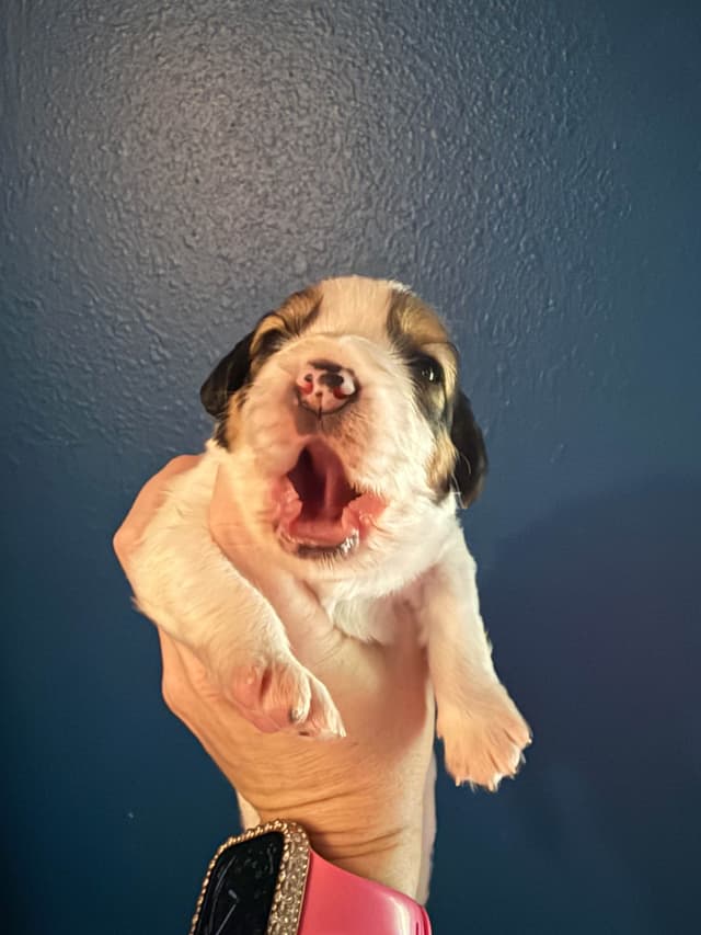 Nederlandse Kooikerhondje Puppies - Henna x Goose media 5