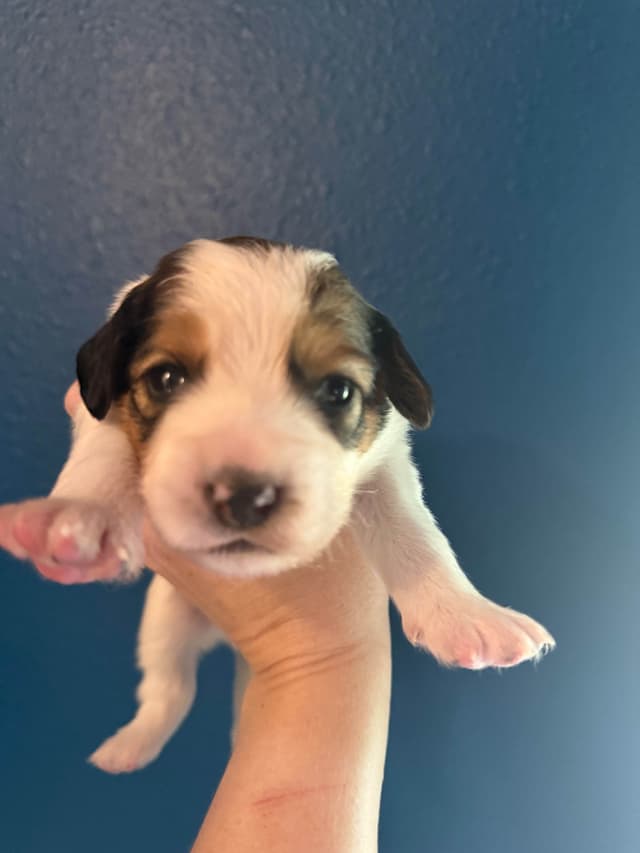 Nederlandse Kooikerhondje Puppies - Henna x Goose media 6