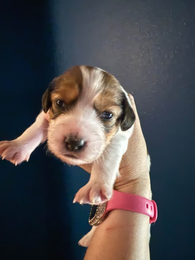 Nederlandse Kooikerhondje Puppies - Henna x Goose media 7