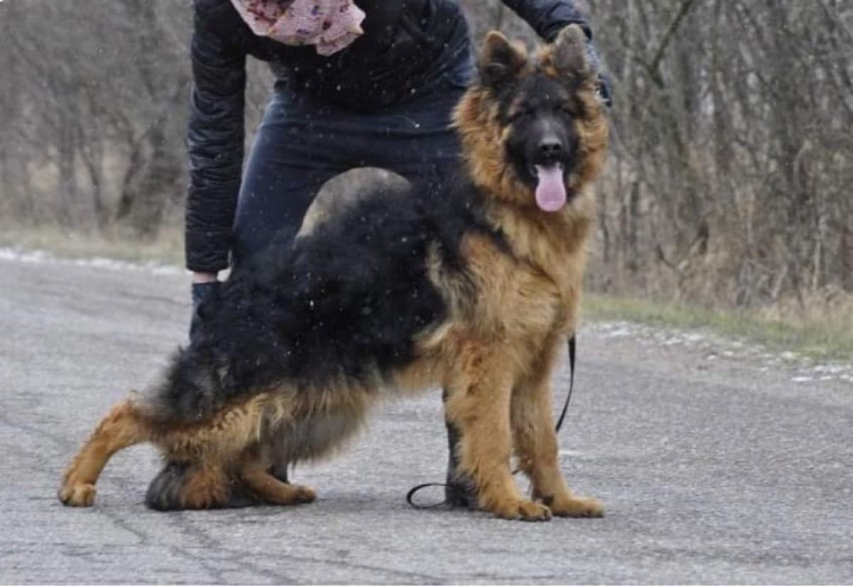 German Shepherd Dog Puppies breeder image 3