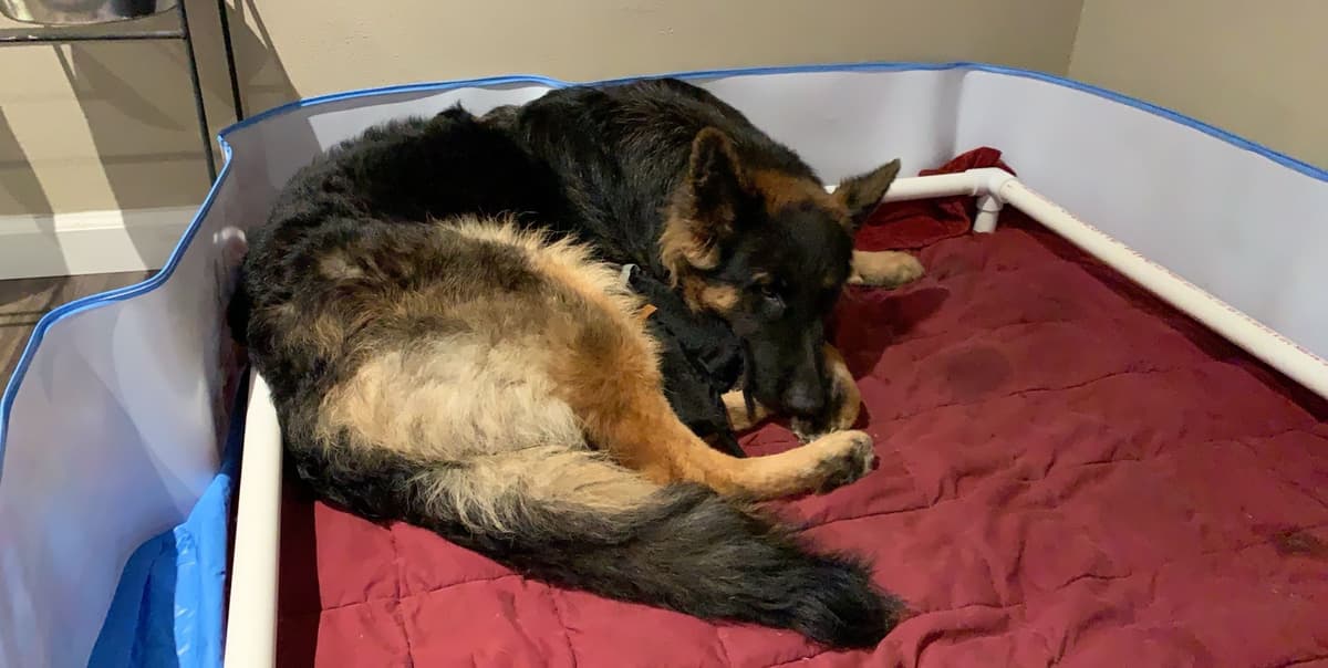 German Shepherd Dog Puppies breeder image 4