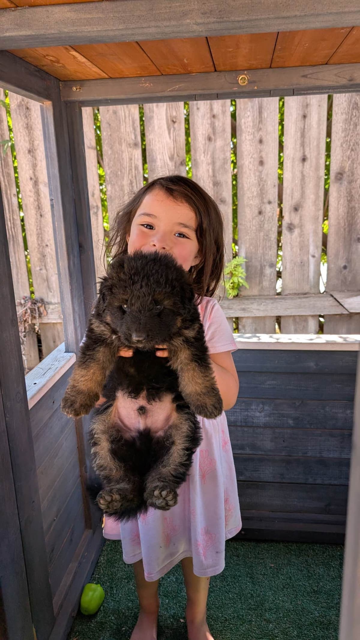 German Shepherd Dog Puppies breeder image 1