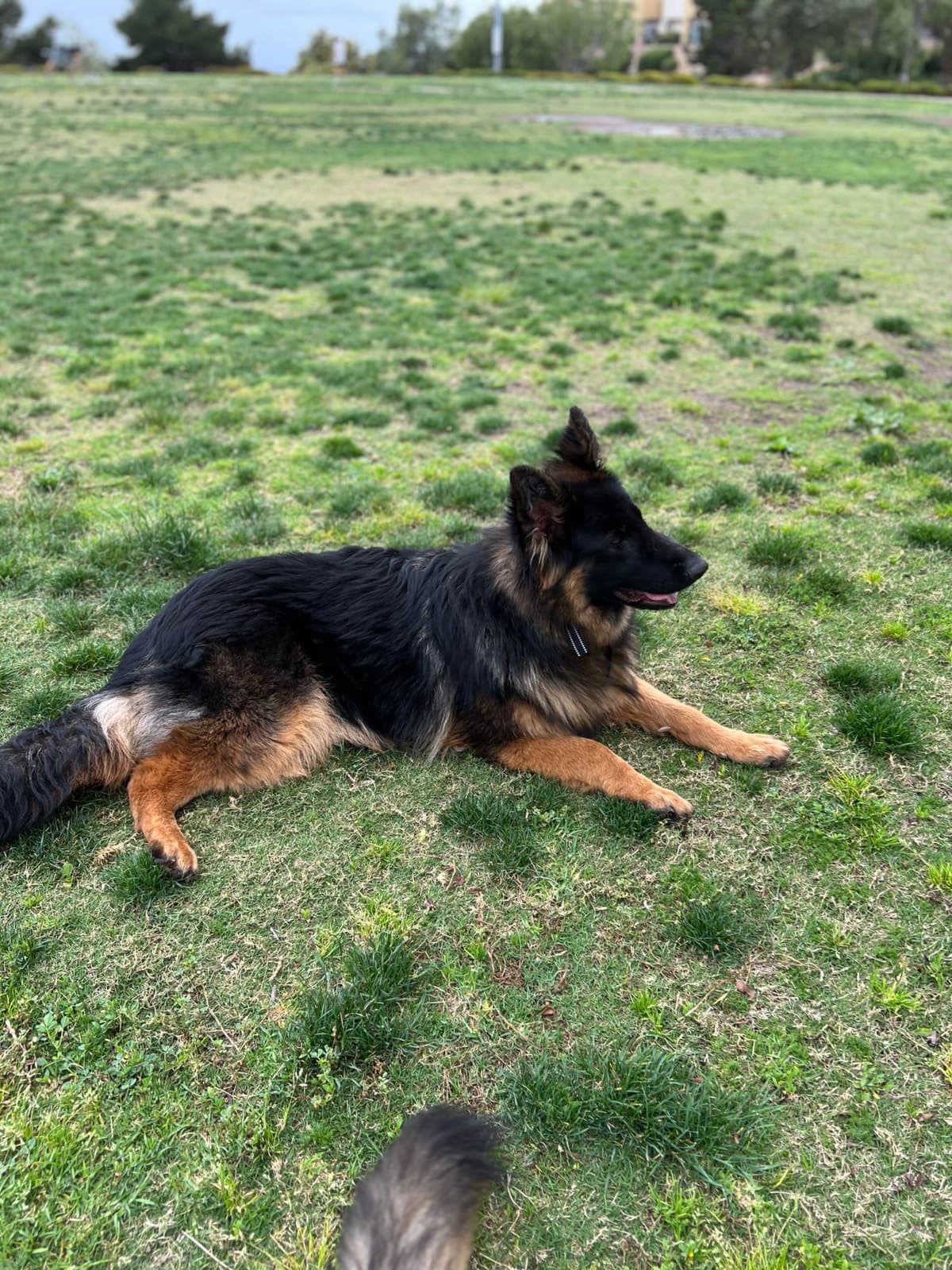 German Shepherd Dog Puppies breeder image 7