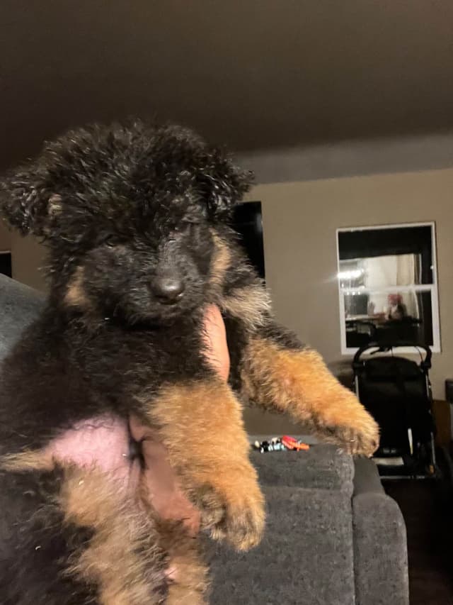 German Shepherd Dog Puppies media 5
