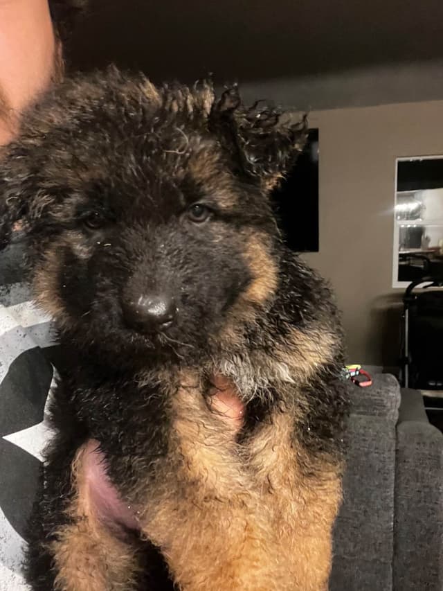 German Shepherd Dog Puppies media 7