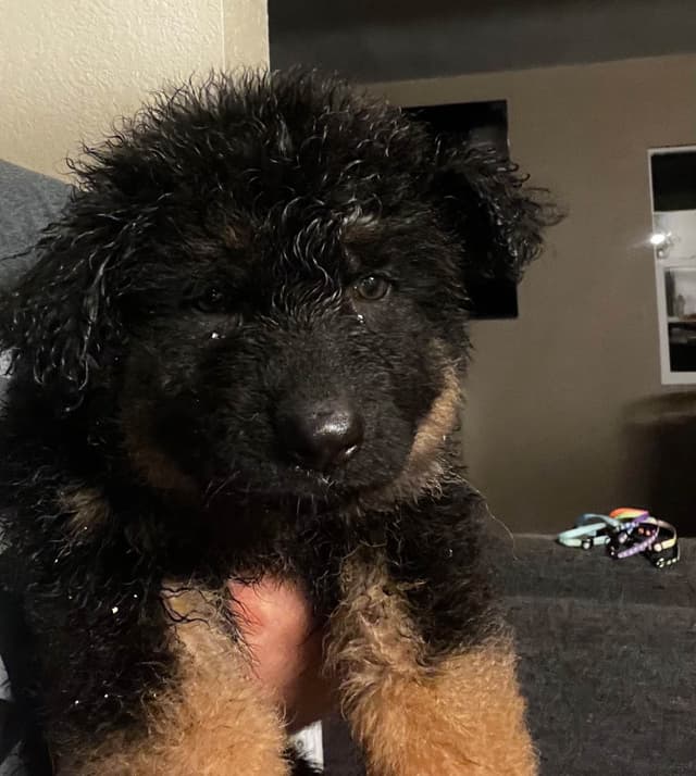 German Shepherd Dog Puppies media 6