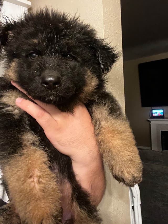 German Shepherd Dog Puppies media 8